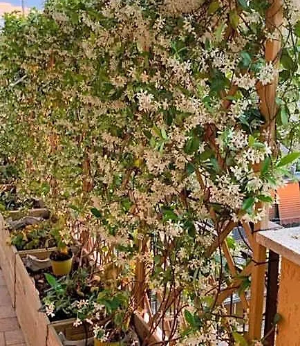 In Terrazza Da Giusy Bed & Breakfast 4*